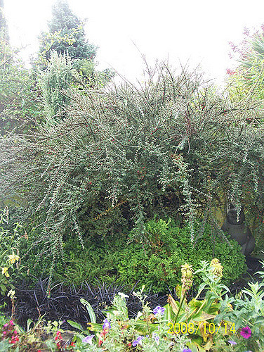 Cotonéaster à petites feuilles
