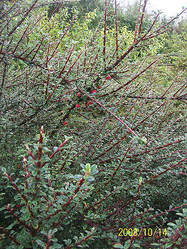Cotonéaster à petites feuilles
