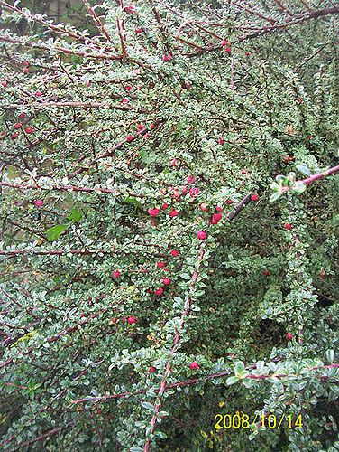 Cotonéaster à petites feuilles