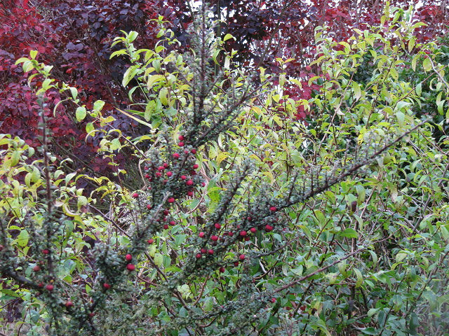 Cotonéaster à petites feuilles (Cotoneaster microphyllus)