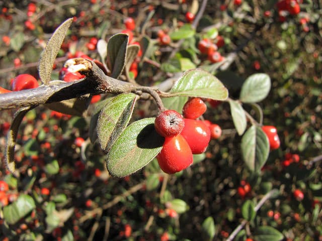 Cotoneaster pannosus