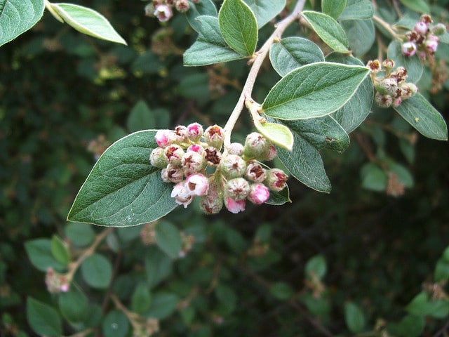 Cotoneaster pannosus