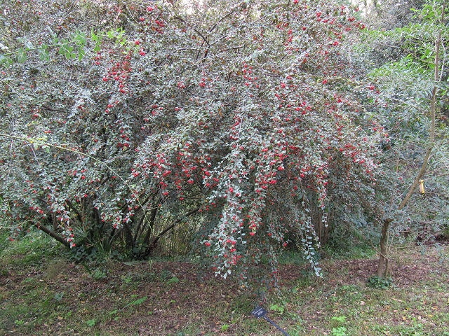 Cotoneaster pannosus