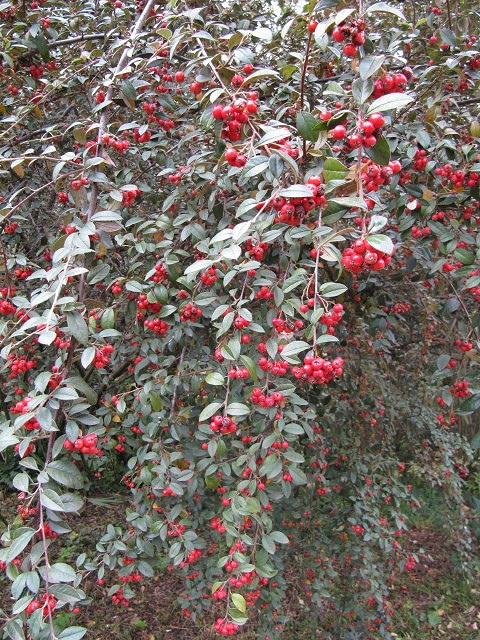 Cotoneaster pannosus