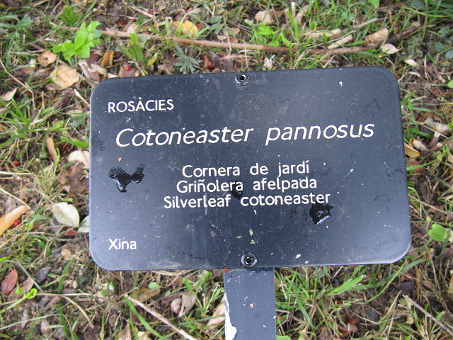 Cotoneaster pannosus