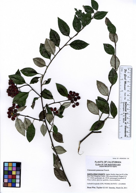 Cotoneaster pannosus