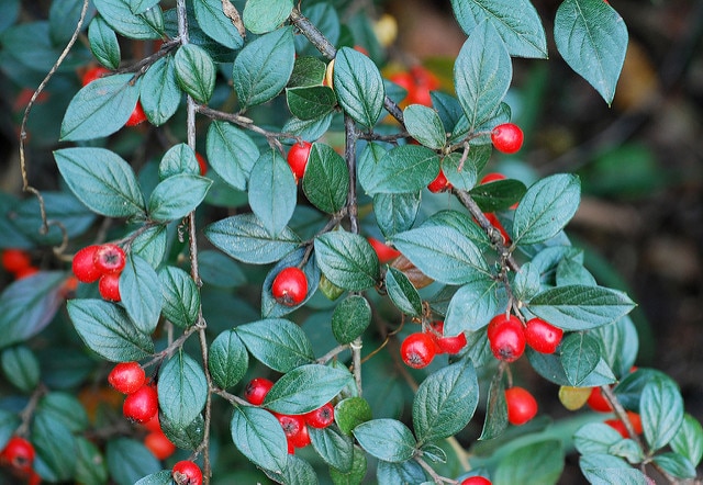 Cotonéaster à feuilles de saule (Cotoneaster salicifolius)