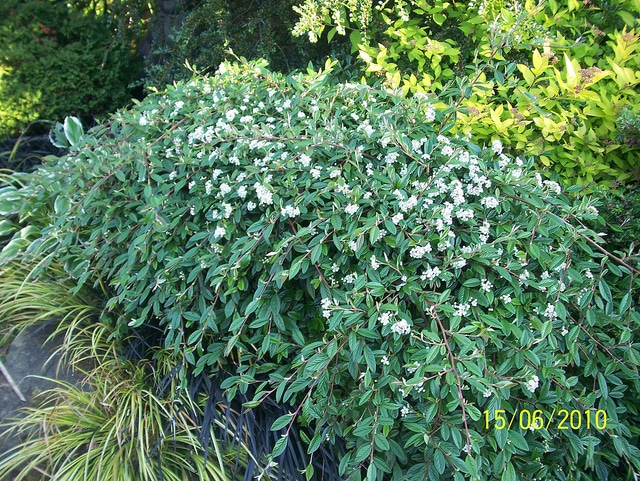 Cotonéaster à feuilles de saule