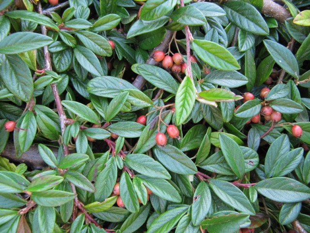 Cotonéaster à feuilles de saule