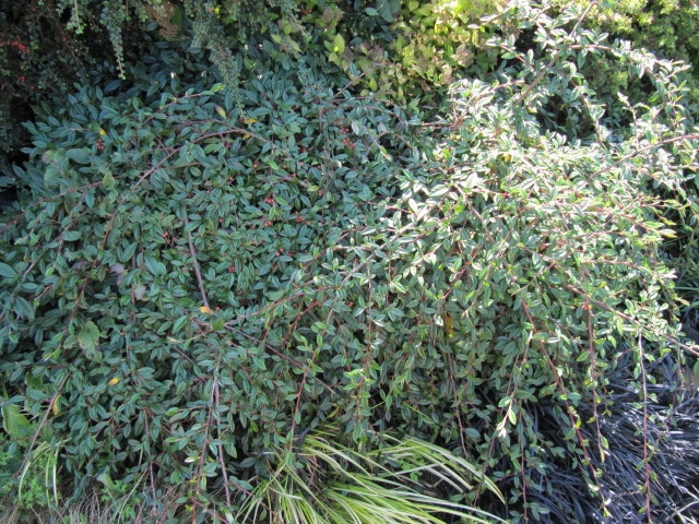 Cotonéaster à feuilles de saule