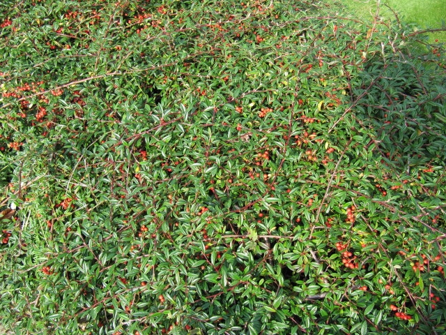Cotonéaster à feuilles de saule