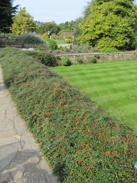 Cotonéaster à feuilles de saule