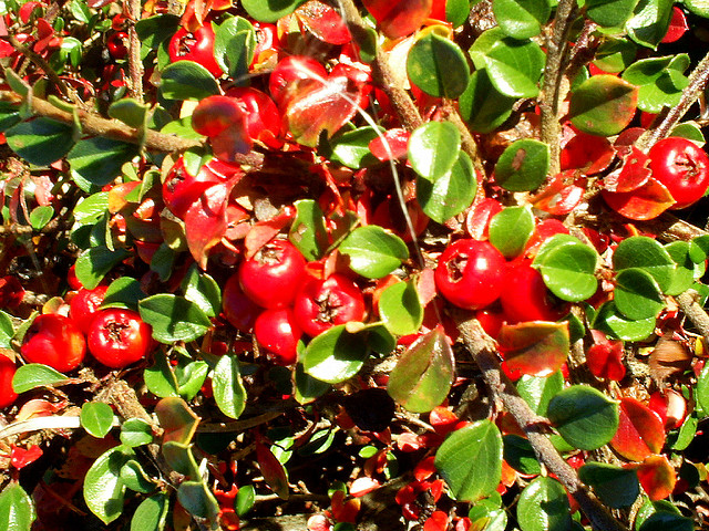 Cotonéaster de simons (Cotoneaster simonsii)