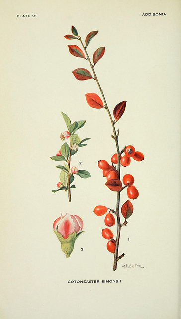 Cotonéaster de simons