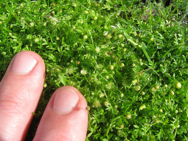 Cotule australe