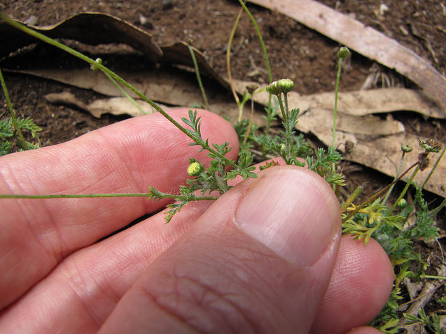 Cotule australe
