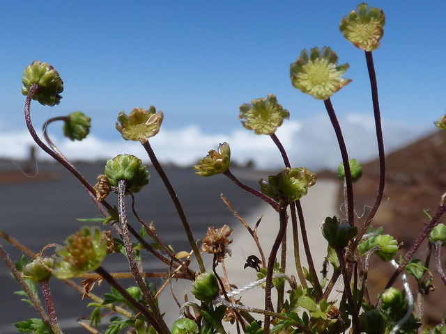 Cotule australe