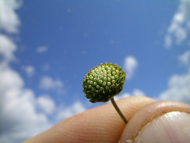 Cotule australe