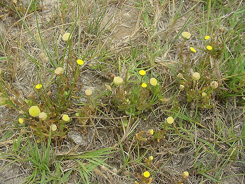 Cotule pied-de-corbeau (Cotula coronopifolia)