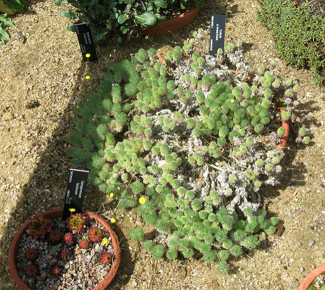 Cotule à lobes linéaires
