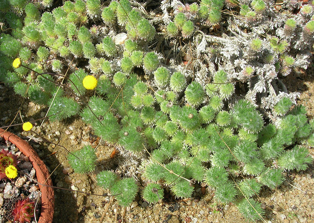 Cotule à lobes linéaires
