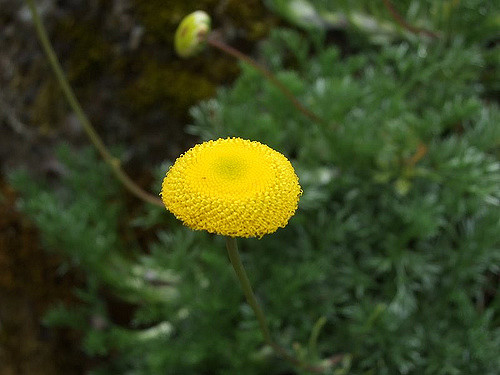 Cotule à lobes linéaires