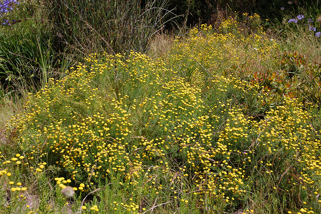 Cotule à lobes linéaires (Cotula lineariloba)