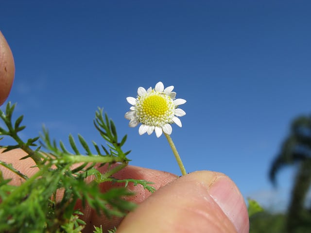 Cotula turbinata