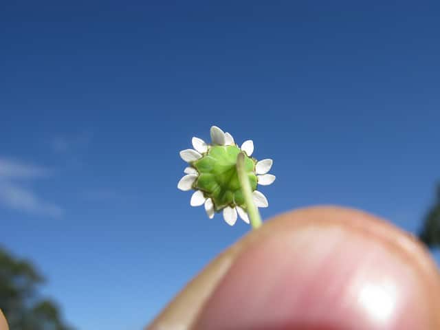 Cotula turbinata