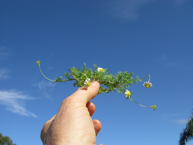 Cotula turbinata