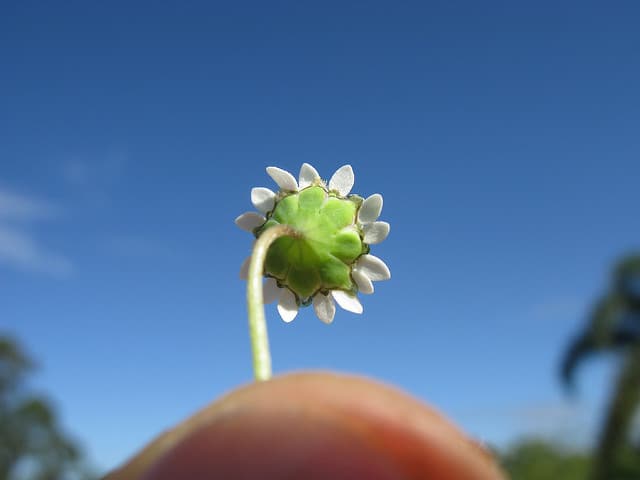 Cotula turbinata