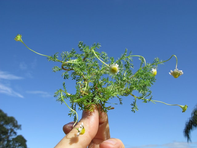 Cotula turbinata