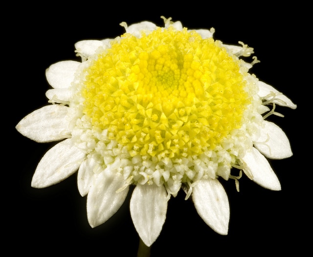 Cotula turbinata (Cotula turbinata)
