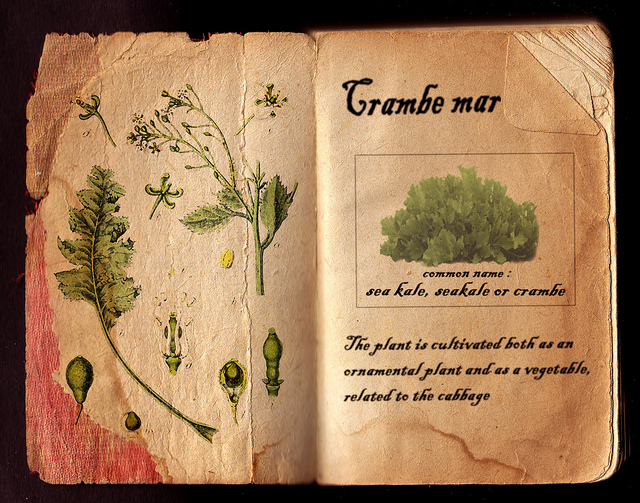 Crambe maritime