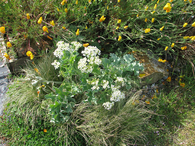 Crambe maritime