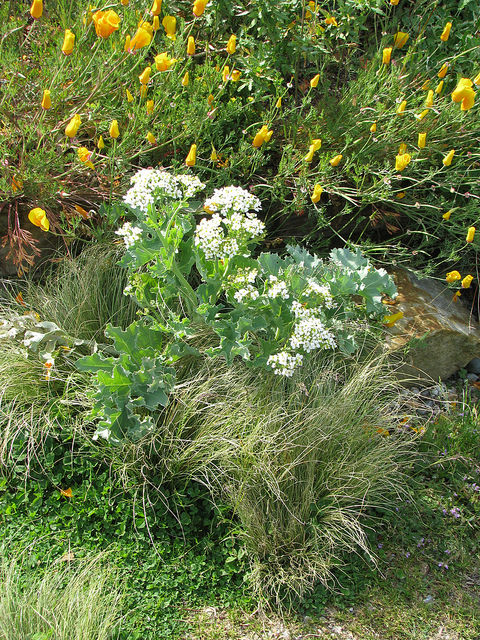 Crambe maritime