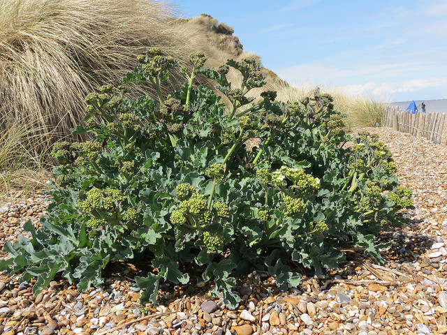 Crambe maritime
