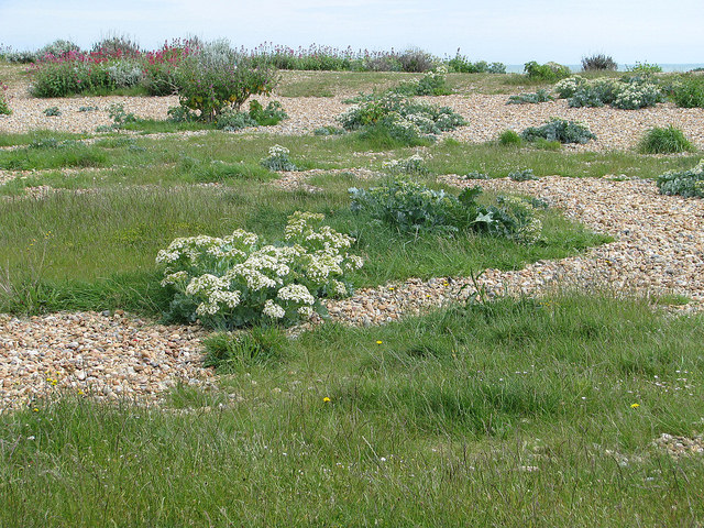 Crambe maritime