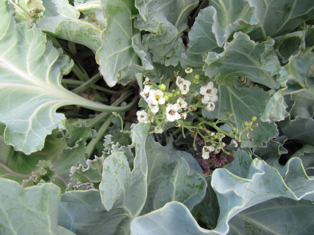 Crambe maritime (Crambe maritima)
