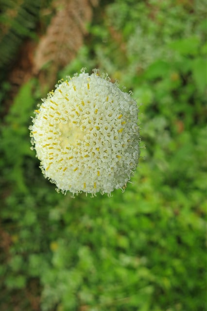 Craspedia uniflora