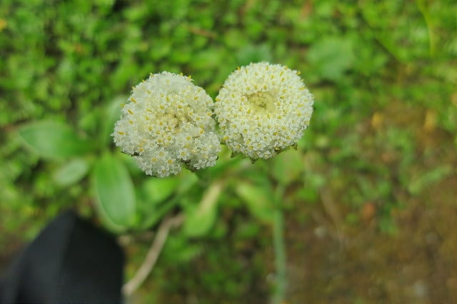 Craspedia uniflora