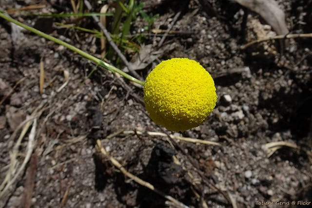 Craspedia uniflora