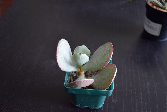 Crassula arborescens