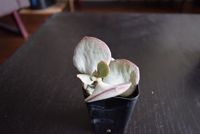 Crassula arborescens