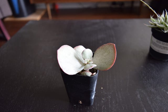 Crassula arborescens
