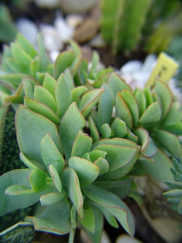 Crassula arborescens
