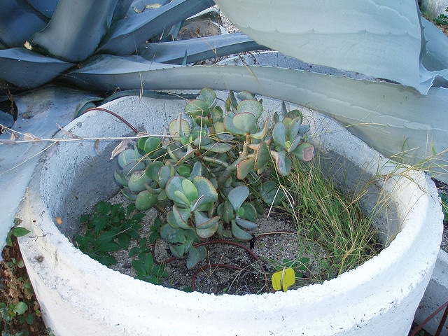 Crassula arborescens
