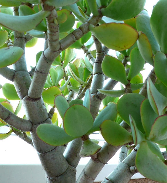 Crassula arborescens