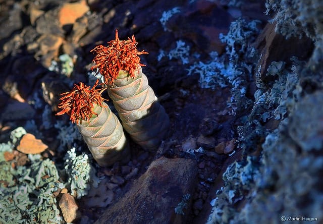 Crassula barklyi (Crassula barklyi)