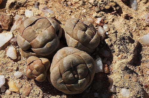 Crassula barklyi